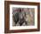 Burchell's Zebra, Zimbabwe-William Sutton-Framed Photographic Print