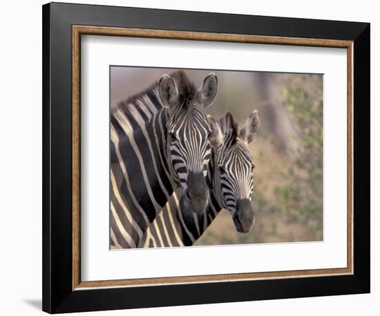 Burchell's Zebra, Zimbabwe-William Sutton-Framed Photographic Print