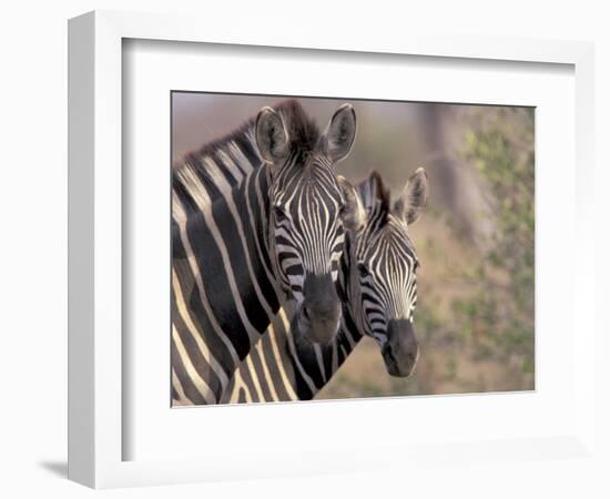 Burchell's Zebra, Zimbabwe-William Sutton-Framed Photographic Print