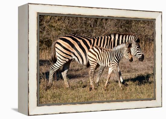 Burchell's Zebra-Howard Ruby-Framed Premier Image Canvas