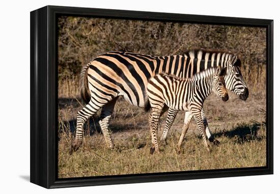 Burchell's Zebra-Howard Ruby-Framed Premier Image Canvas