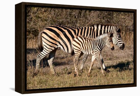 Burchell's Zebra-Howard Ruby-Framed Premier Image Canvas