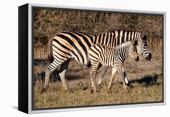 Burchell's Zebra-Howard Ruby-Framed Premier Image Canvas