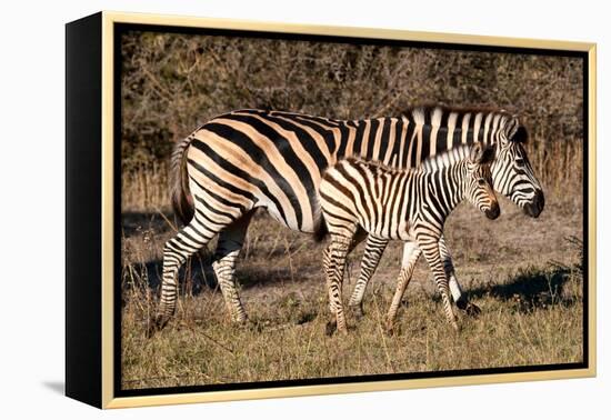 Burchell's Zebra-Howard Ruby-Framed Premier Image Canvas