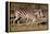 Burchell's Zebra-Howard Ruby-Framed Premier Image Canvas