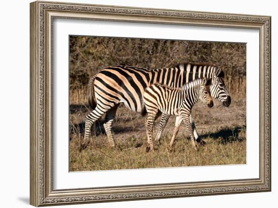 Burchell's Zebra-Howard Ruby-Framed Photographic Print