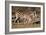 Burchell's Zebra-Howard Ruby-Framed Photographic Print