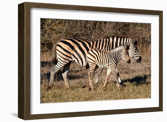 Burchell's Zebra-Howard Ruby-Framed Photographic Print