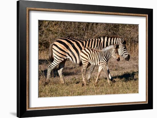 Burchell's Zebra-Howard Ruby-Framed Photographic Print