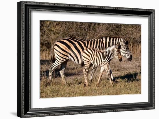 Burchell's Zebra-Howard Ruby-Framed Photographic Print