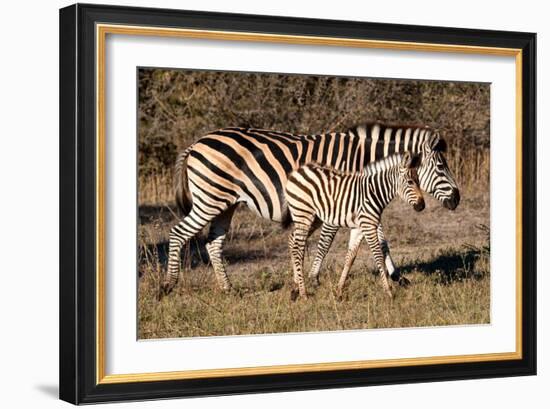 Burchell's Zebra-Howard Ruby-Framed Photographic Print