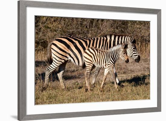 Burchell's Zebra-Howard Ruby-Framed Photographic Print