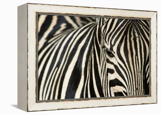 Burchell's Zebra-null-Framed Premier Image Canvas