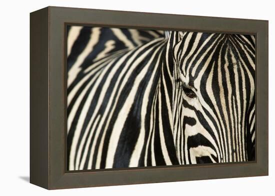 Burchell's Zebra-null-Framed Premier Image Canvas