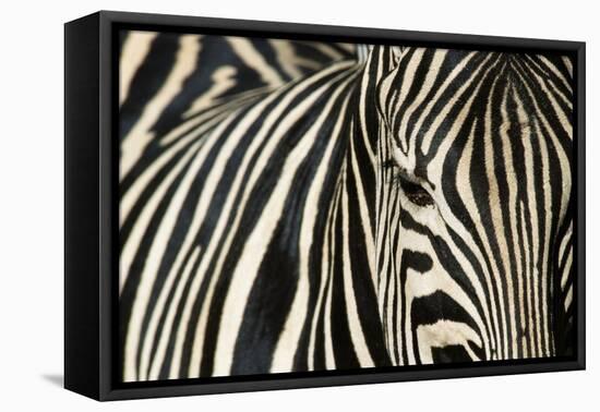 Burchell's Zebra-null-Framed Premier Image Canvas