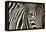Burchell's Zebra-null-Framed Premier Image Canvas