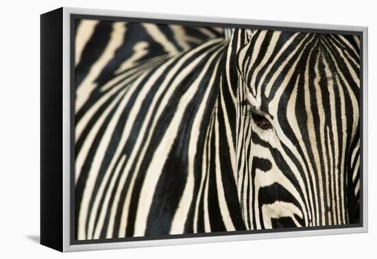 Burchell's Zebra-null-Framed Premier Image Canvas