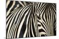 Premium Photographic Print