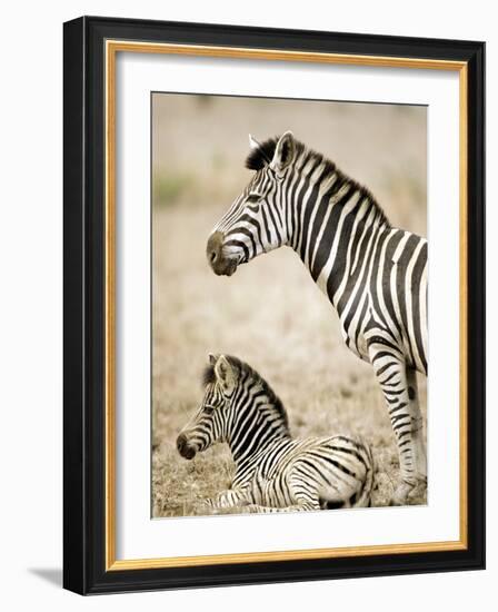 Burchell's Zebra-null-Framed Photographic Print