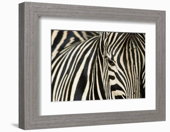 Burchell's Zebra-null-Framed Photographic Print