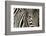 Burchell's Zebra-null-Framed Photographic Print