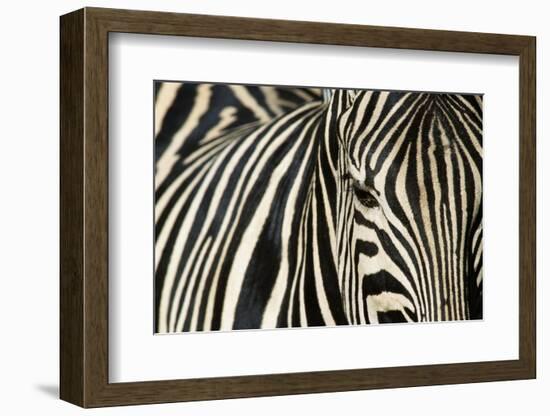 Burchell's Zebra-null-Framed Photographic Print