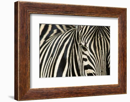 Burchell's Zebra-null-Framed Photographic Print