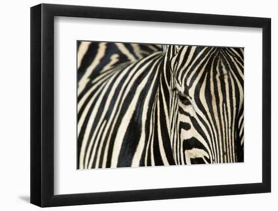 Burchell's Zebra-null-Framed Photographic Print