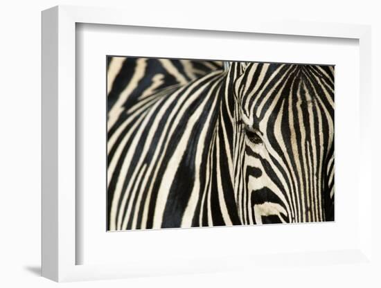 Burchell's Zebra-null-Framed Photographic Print