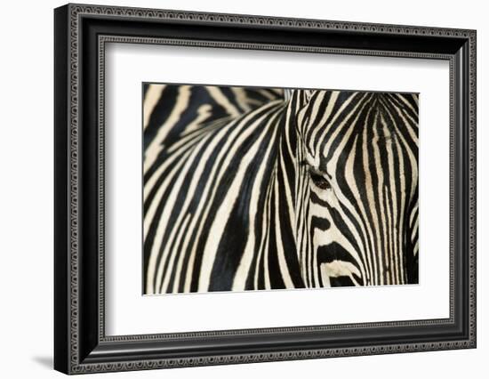 Burchell's Zebra-null-Framed Photographic Print