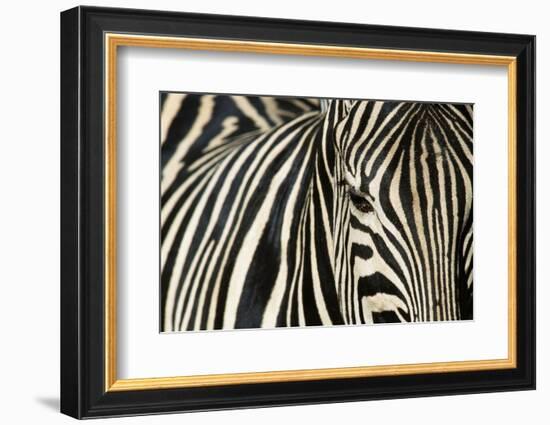 Burchell's Zebra-null-Framed Photographic Print