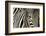 Burchell's Zebra-null-Framed Photographic Print