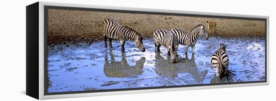 Burchell's Zebras and a Nyala at a Waterhole, Mkuze Game Reserve, Kwazulu-Natal, South Africa-null-Framed Stretched Canvas