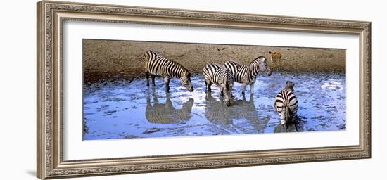 Burchell's Zebras and a Nyala at a Waterhole, Mkuze Game Reserve, Kwazulu-Natal, South Africa-null-Framed Photographic Print