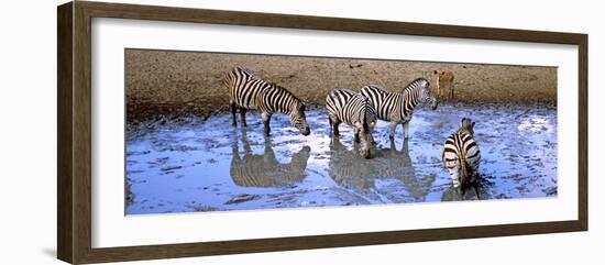 Burchell's Zebras and a Nyala at a Waterhole, Mkuze Game Reserve, Kwazulu-Natal, South Africa-null-Framed Photographic Print