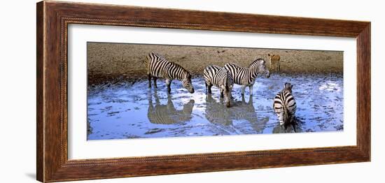 Burchell's Zebras and a Nyala at a Waterhole, Mkuze Game Reserve, Kwazulu-Natal, South Africa-null-Framed Photographic Print