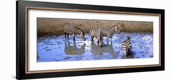 Burchell's Zebras and a Nyala at a Waterhole, Mkuze Game Reserve, Kwazulu-Natal, South Africa-null-Framed Photographic Print