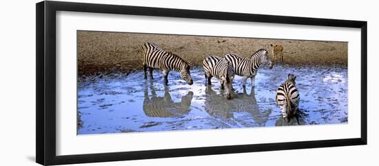 Burchell's Zebras and a Nyala at a Waterhole, Mkuze Game Reserve, Kwazulu-Natal, South Africa-null-Framed Photographic Print