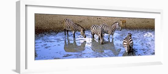 Burchell's Zebras and a Nyala at a Waterhole, Mkuze Game Reserve, Kwazulu-Natal, South Africa-null-Framed Photographic Print