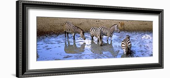 Burchell's Zebras and a Nyala at a Waterhole, Mkuze Game Reserve, Kwazulu-Natal, South Africa-null-Framed Photographic Print