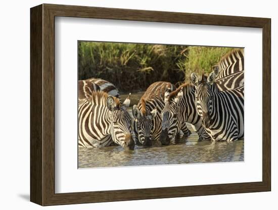 Burchell's zebras drinking at sunrise, Masai Mara, Kenya, Africa-Adam Jones-Framed Photographic Print