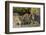 Burchell's zebras drinking at sunrise, Masai Mara, Kenya, Africa-Adam Jones-Framed Photographic Print