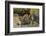 Burchell's zebras drinking at sunrise, Masai Mara, Kenya, Africa-Adam Jones-Framed Photographic Print