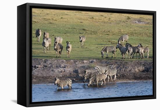 Burchell's Zebras (Equus Burchelli), Chobe National Park, Botswana, Africa-Sergio Pitamitz-Framed Premier Image Canvas