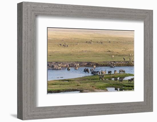 Burchell's Zebras (Equus Burchelli), Chobe National Park, Botswana, Africa-Sergio Pitamitz-Framed Photographic Print