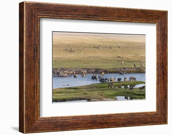 Burchell's Zebras (Equus Burchelli), Chobe National Park, Botswana, Africa-Sergio Pitamitz-Framed Photographic Print