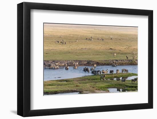 Burchell's Zebras (Equus Burchelli), Chobe National Park, Botswana, Africa-Sergio Pitamitz-Framed Photographic Print