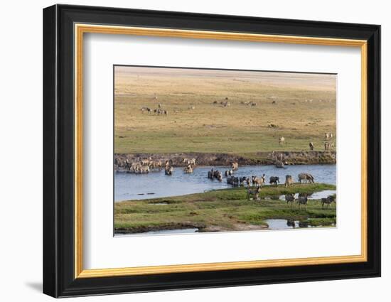 Burchell's Zebras (Equus Burchelli), Chobe National Park, Botswana, Africa-Sergio Pitamitz-Framed Photographic Print