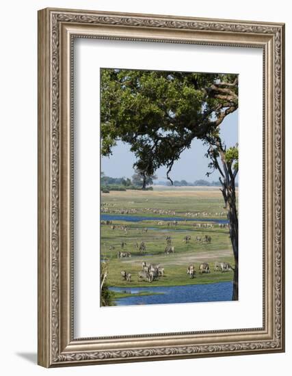 Burchell's Zebras (Equus Burchelli), Chobe National Park, Botswana, Africa-Sergio Pitamitz-Framed Photographic Print