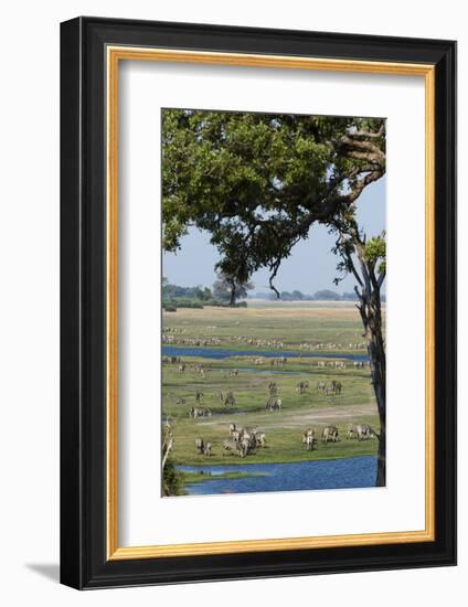 Burchell's Zebras (Equus Burchelli), Chobe National Park, Botswana, Africa-Sergio Pitamitz-Framed Photographic Print